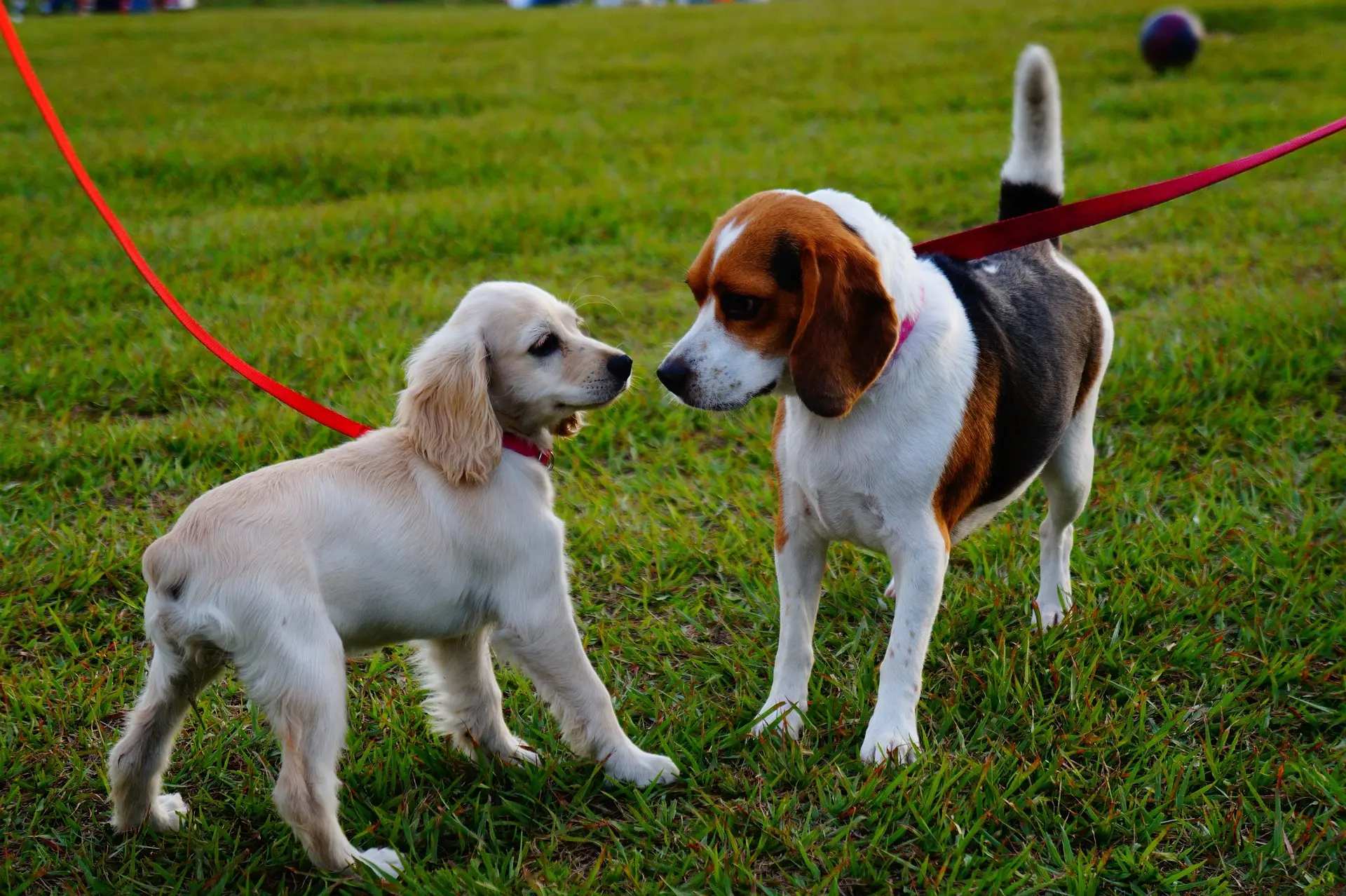 dog leash manufacturers